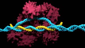 CRISPR Technology