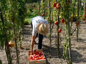 Unilever's Commitment Regenerative Farming