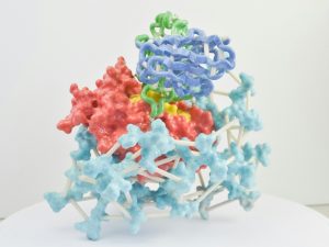 Gilead and Tubulis Partner on ADC