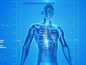 human-skeleton-163715_1280