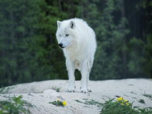 Colossal Announces Dire Wolf Revival